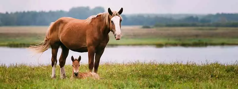 ZauberPony Equestrian 55