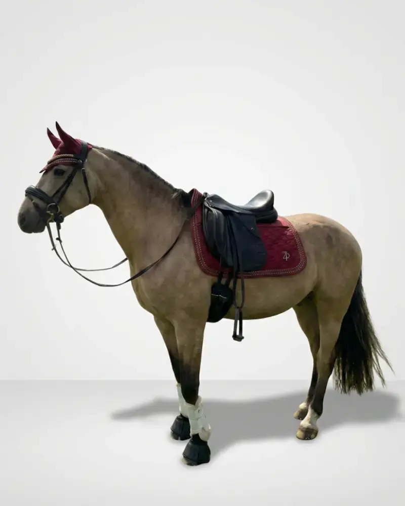 ZauberPony Equestrian 34